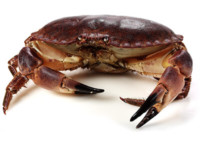 brown crab
